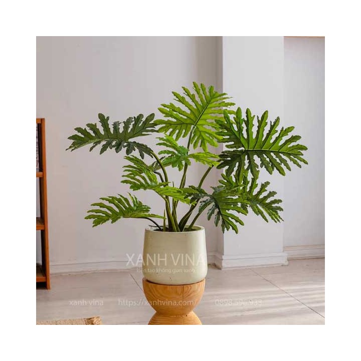 cây trầu bà nam mỹ giả